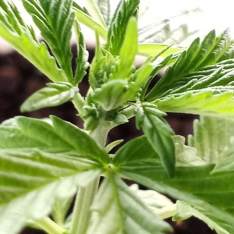 Unknown strain growlog photo: Male.. learning / trash plant