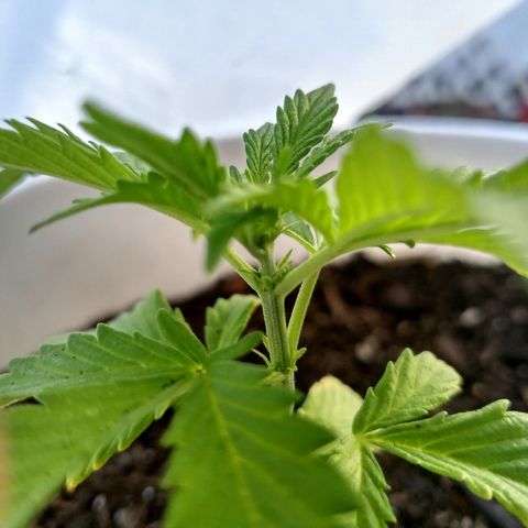 Unknown strain growlog photo: Male.. learning / trash plant