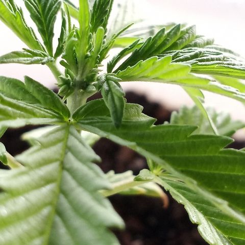 Unknown strain growlog photo: Male.. learning / trash plant