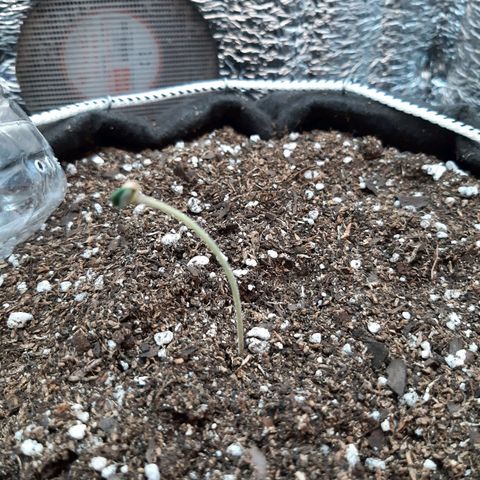 Morita XXL growlog timeline photo