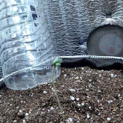 Morita XXL growlog timeline photo