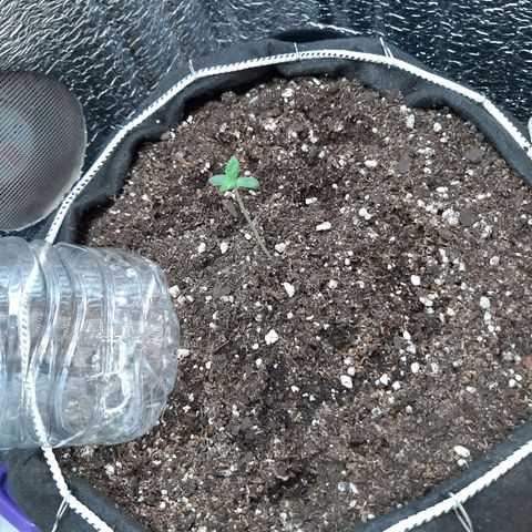 Morita XXL growlog timeline photo