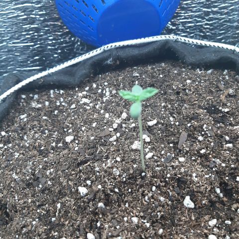 Morita XXL growlog timeline photo