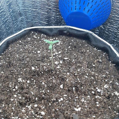 Morita XXL growlog timeline photo