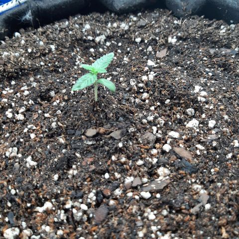 Morita XXL growlog timeline photo