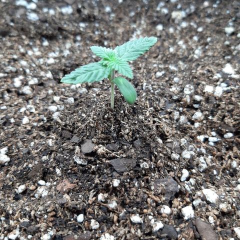 Morita XXL growlog timeline photo