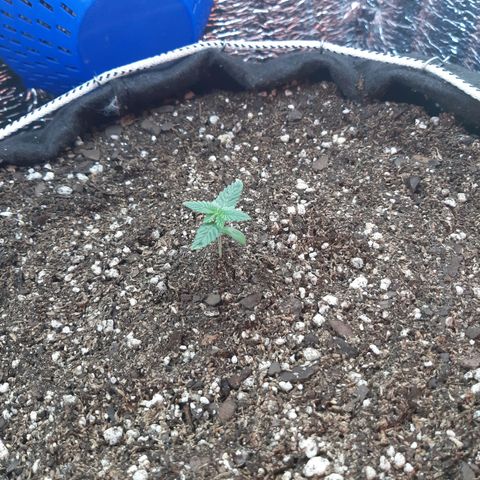 Morita XXL growlog timeline photo