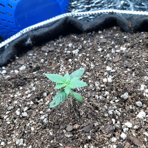 Morita XXL growlog timeline photo