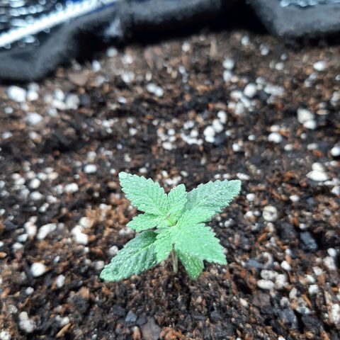 Morita XXL growlog timeline photo