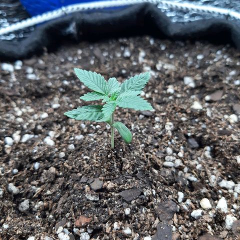 Morita XXL growlog timeline photo