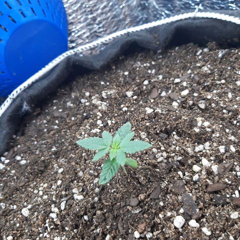 Morita XXL growlog timeline photo