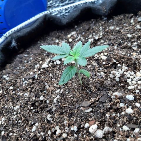 Morita XXL growlog timeline photo