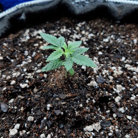 Morita XXL growlog timeline photo