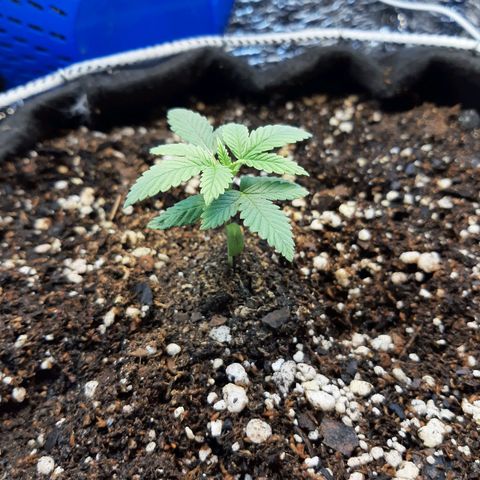 Morita XXL growlog timeline photo