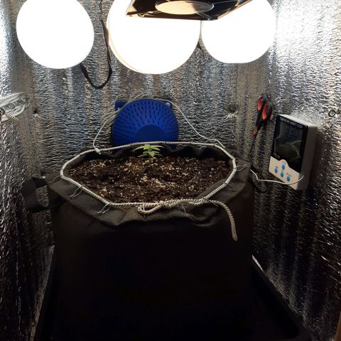 Morita XXL growlog timeline photo