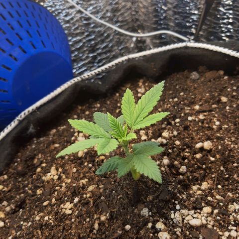 Morita XXL growlog timeline photo