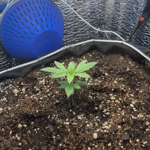 Morita XXL growlog timeline photo