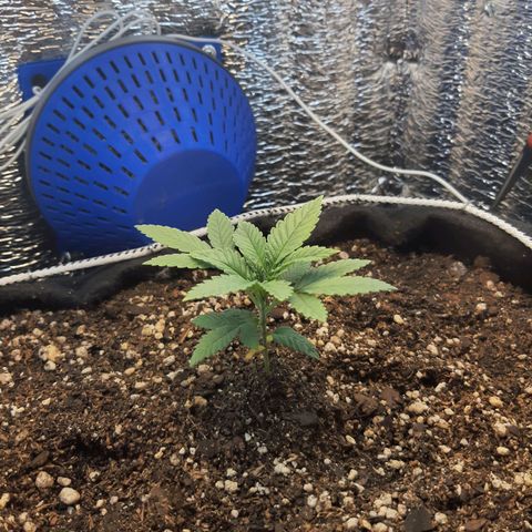 Morita XXL growlog timeline photo