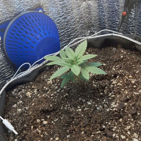 Morita XXL growlog timeline photo