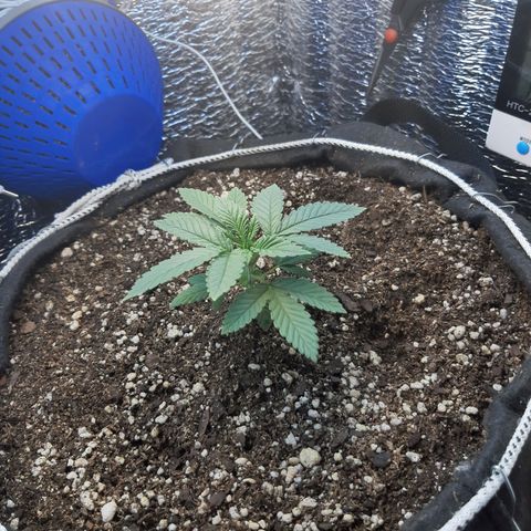 Morita XXL growlog timeline photo