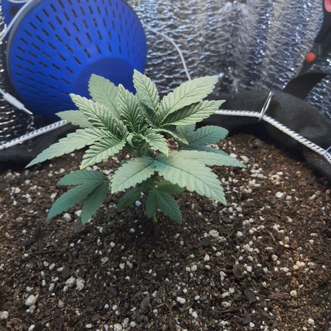 Morita XXL growlog timeline photo