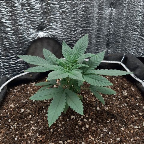 Morita XXL growlog timeline photo