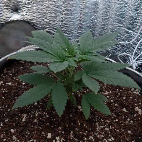 Morita XXL growlog timeline photo