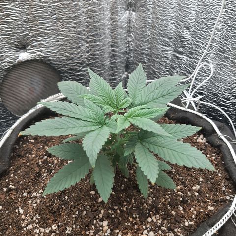 Morita XXL growlog timeline photo