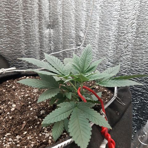 Morita XXL growlog timeline photo