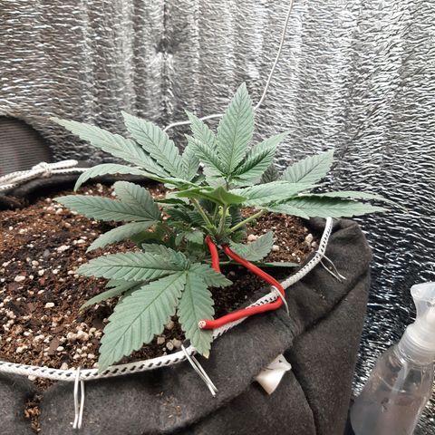 Morita XXL growlog timeline photo