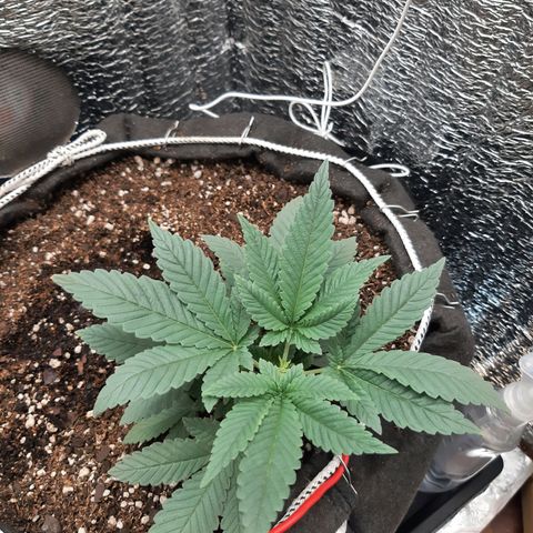 Morita XXL growlog timeline photo