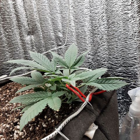 Morita XXL growlog timeline photo