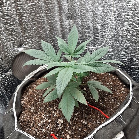 Morita XXL growlog timeline photo