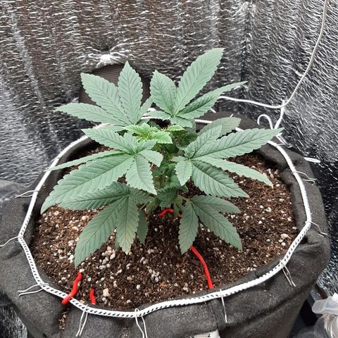 Morita XXL growlog timeline photo