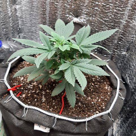 Morita XXL growlog timeline photo