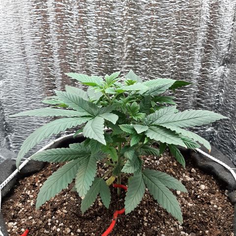 Morita XXL growlog timeline photo