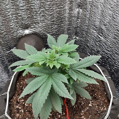 Morita XXL growlog timeline photo