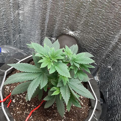 Morita XXL growlog timeline photo