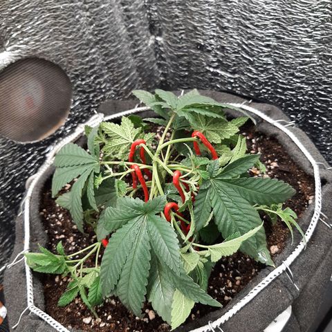 Morita XXL growlog photo: LST + FIM en todos los brotes + Riego