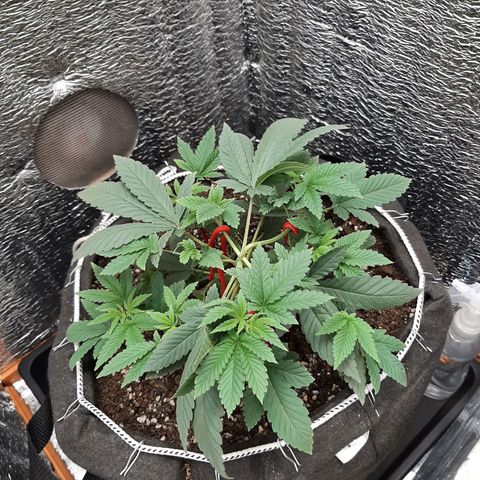 Morita XXL growlog timeline photo