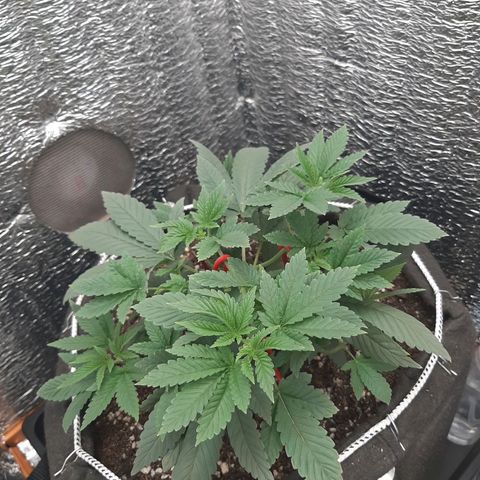 Morita XXL growlog timeline photo
