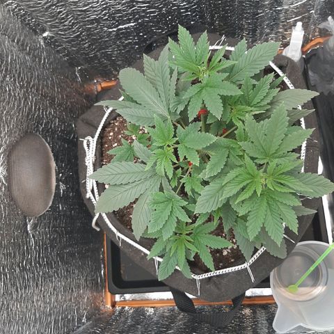 Morita XXL growlog timeline photo