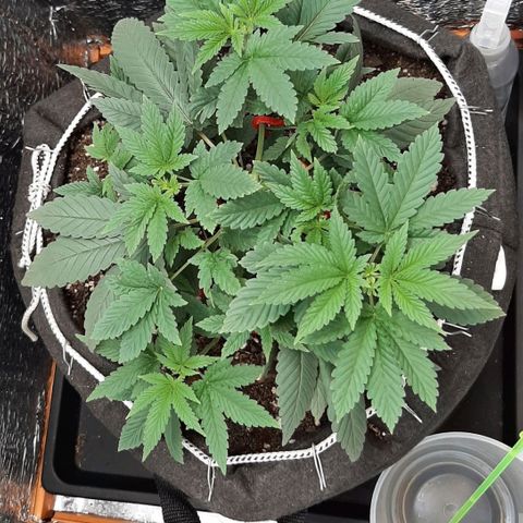 Morita XXL growlog timeline photo