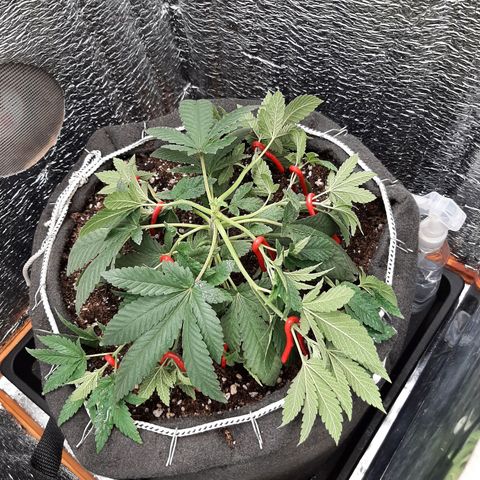 Morita XXL growlog timeline photo