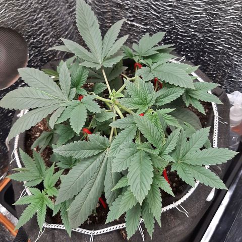 Morita XXL growlog timeline photo
