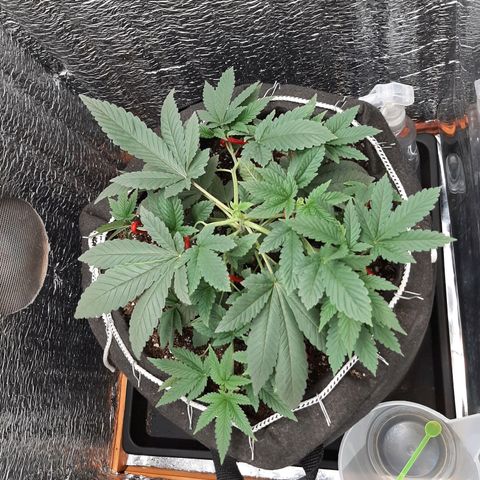 Morita XXL growlog timeline photo