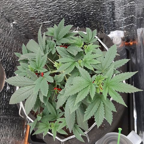 Morita XXL growlog timeline photo