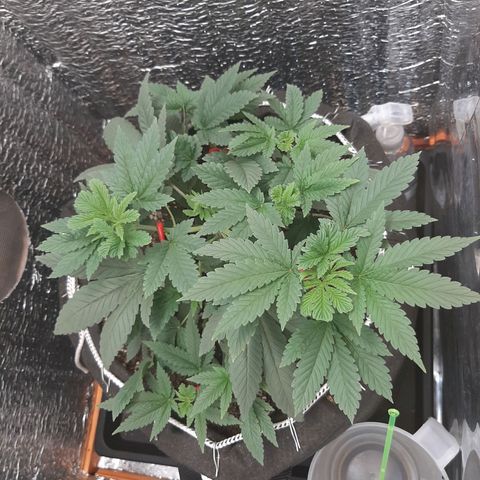 Morita XXL growlog timeline photo