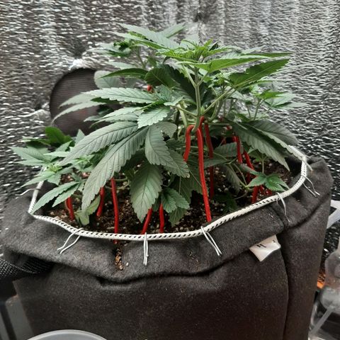 Morita XXL growlog timeline photo