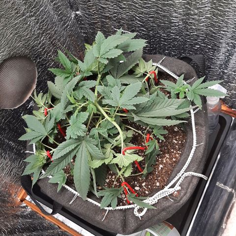 Morita XXL growlog timeline photo